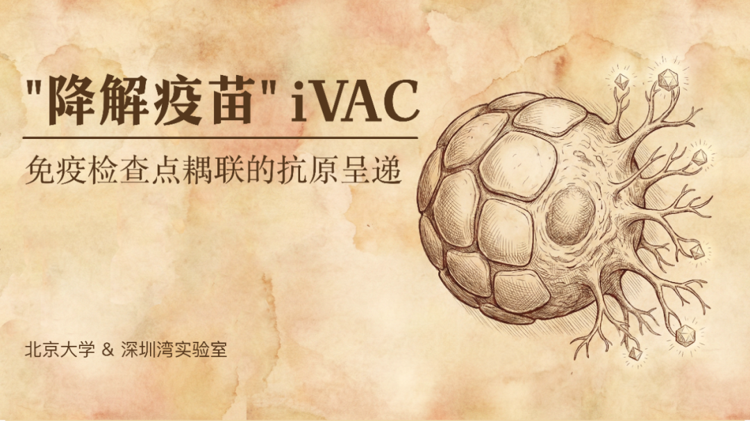 “降解疫苗”新策略.png